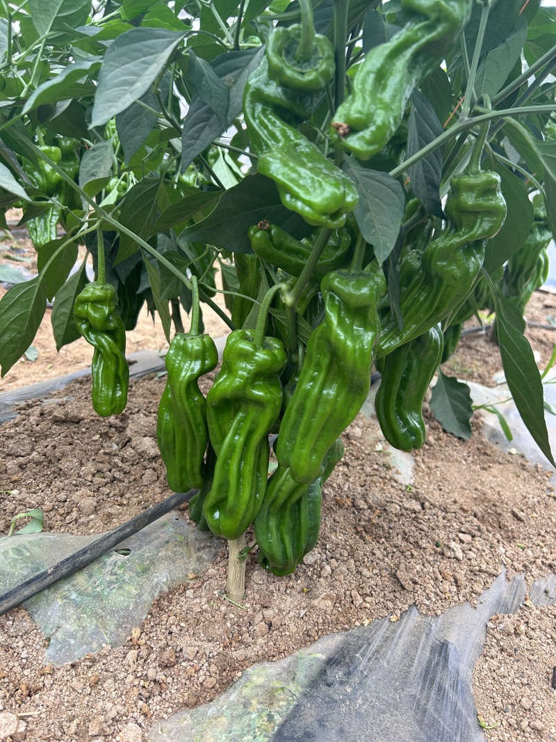 芜湖椒皱皮椒苗苏椒苗辣椒苗寿光种苗蔬菜苗
