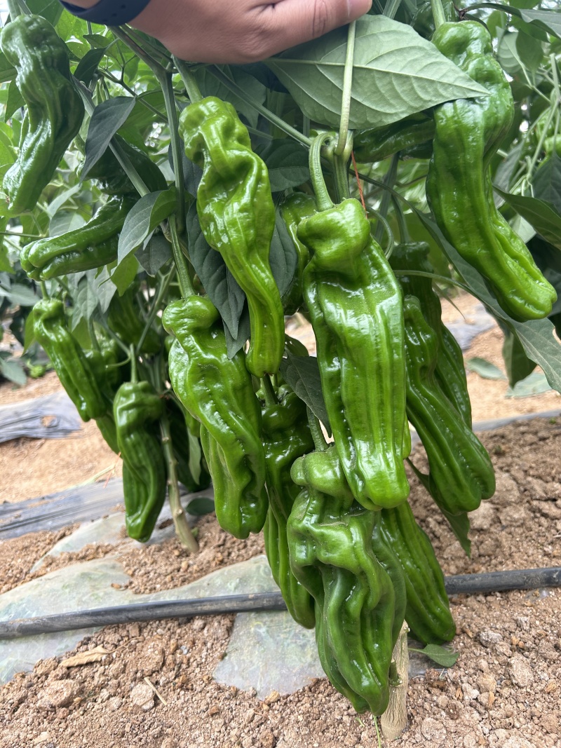 芜湖椒皱皮椒苗苏椒苗辣椒苗寿光种苗蔬菜苗