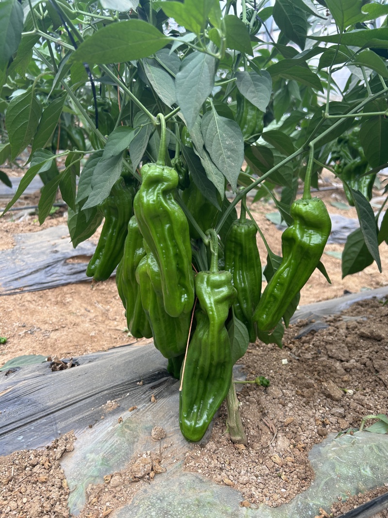 芜湖椒皱皮椒苗苏椒苗辣椒苗寿光种苗蔬菜苗