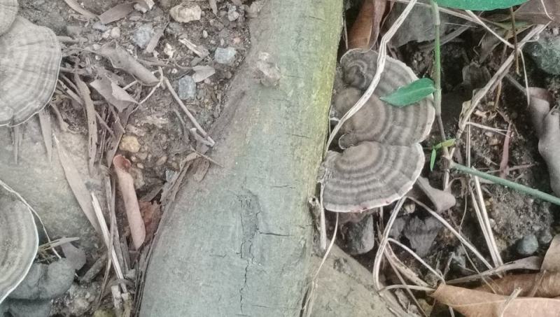 野生相思树各种灵芝有须要的请报价