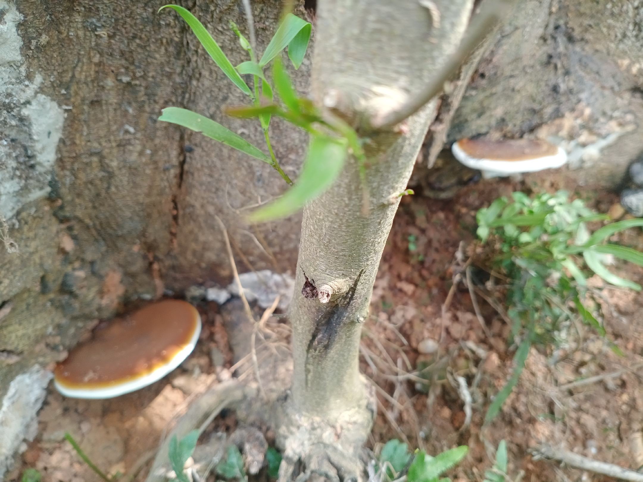 赤灵芝生长环境
