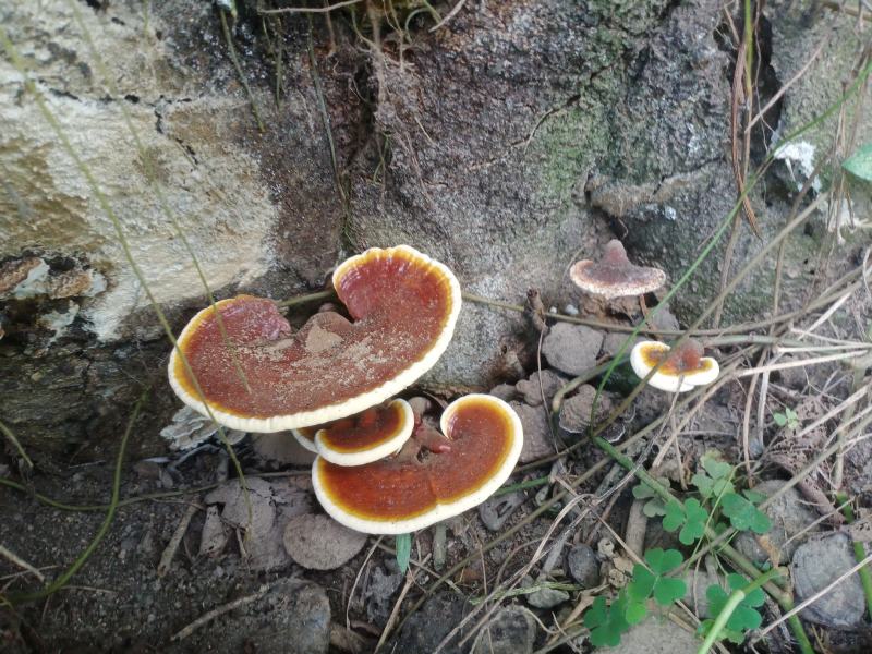 野生相思树各种灵芝有须要的请报价