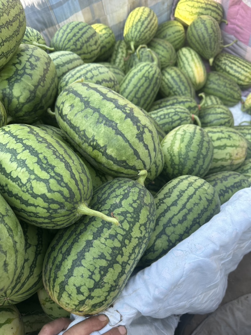 冰糖小西瓜🍉大量有货