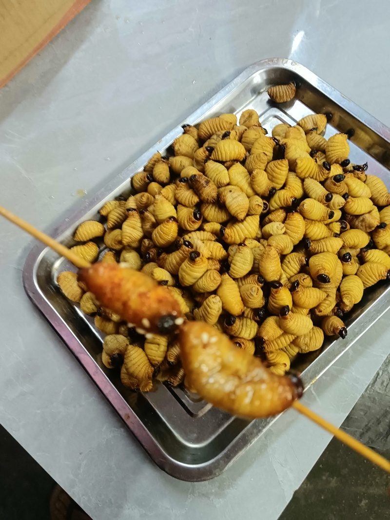 竹笋虫速冻/鲜活，零售，批发