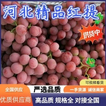 红提（河北精品红提葡萄）产地一手货源，量大从优，代发全国