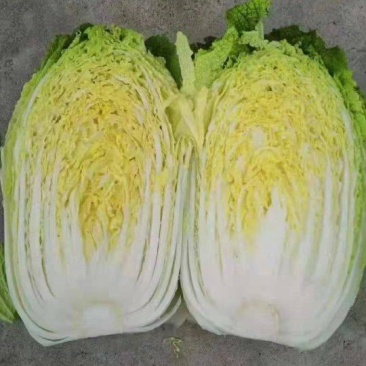 张北精品大白菜，大娃娃菜，小娃娃菜。保质保量价格优惠