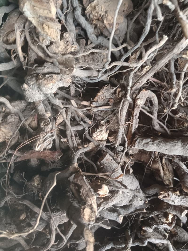 红毛悬钩子，悬钩根，