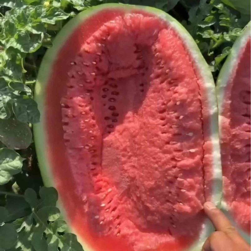 宁夏硒砂瓜石头瓜质量好价优支持视频看货售后无忧！！