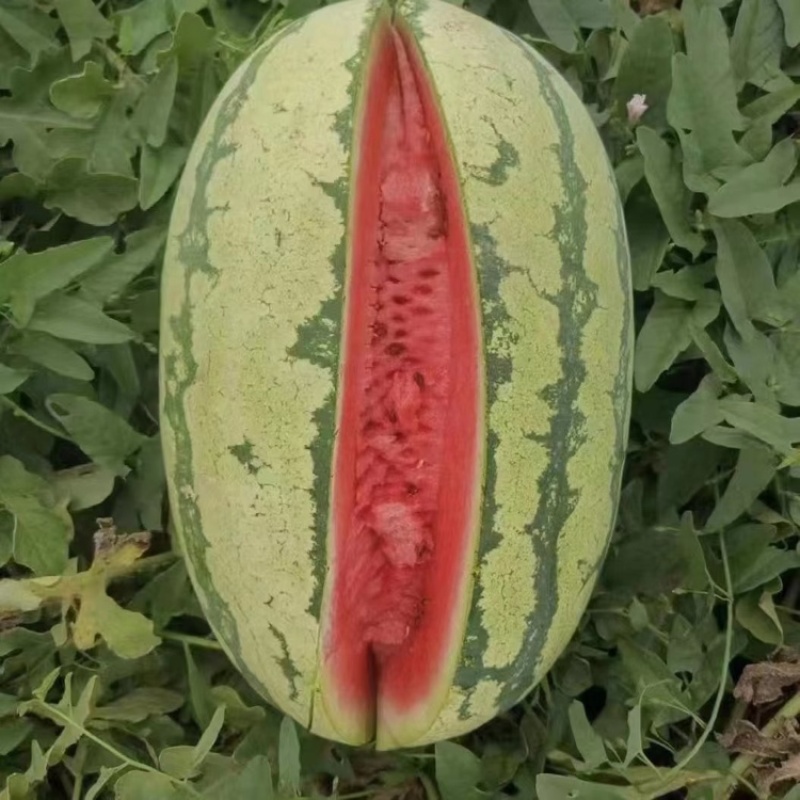 宁夏硒砂瓜石头瓜质量好价优支持视频看货售后无忧！！