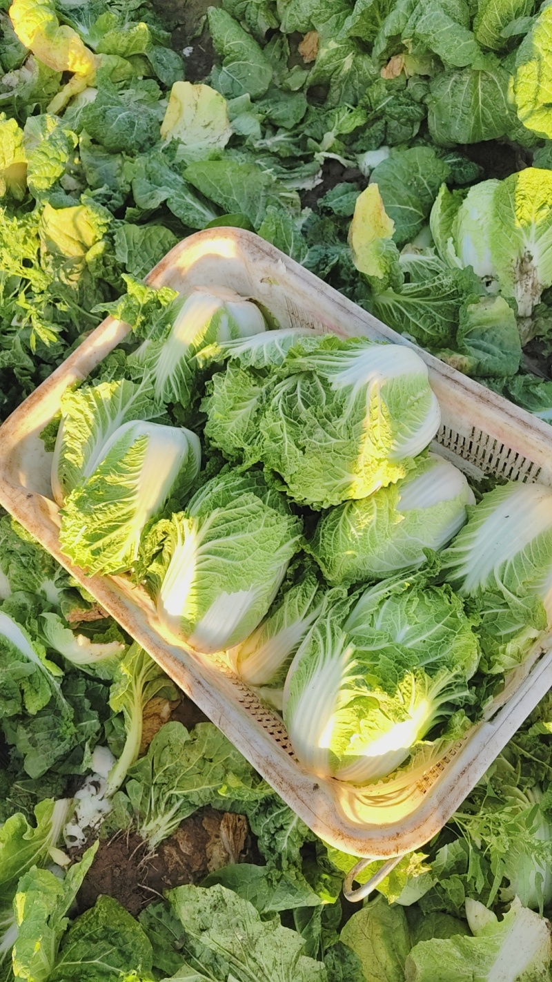 黄心娃娃菜品质保证欢迎咨询合作对接各类客户欢迎咨询