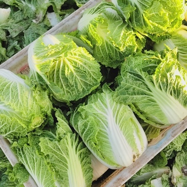 黄心娃娃菜品质保证欢迎咨询合作对接各类客户欢迎咨询