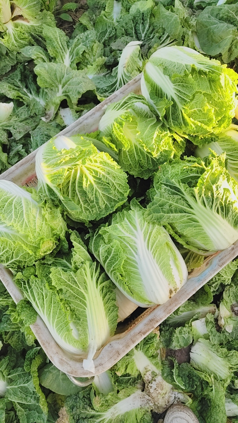 黄心娃娃菜品质保证欢迎咨询合作对接各类客户欢迎咨询