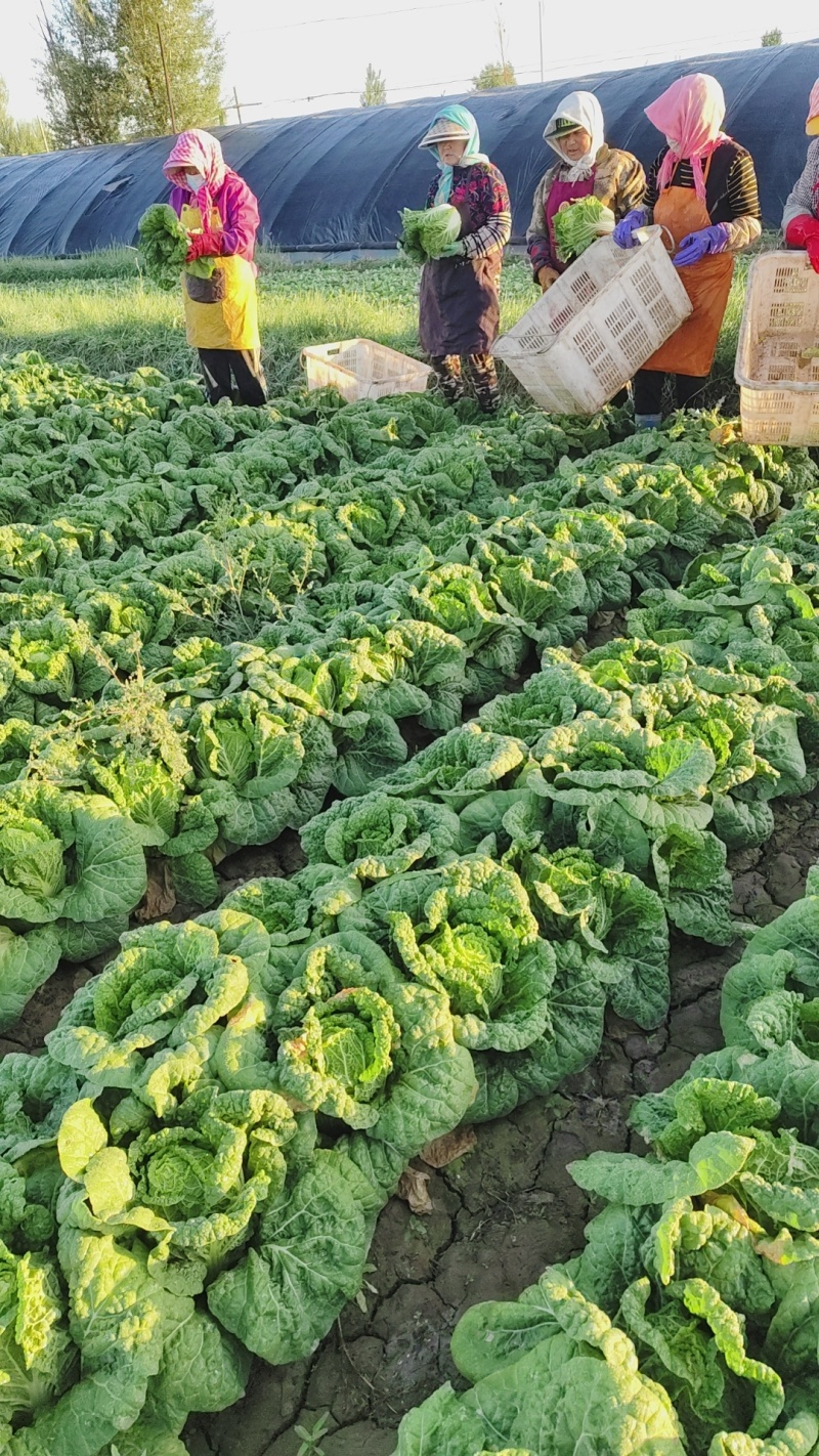 黄心娃娃菜品质保证欢迎咨询合作对接各类客户欢迎咨询