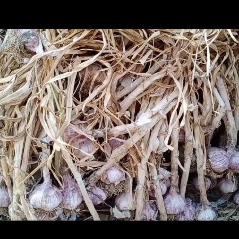 红皮大蒜种子保证质量