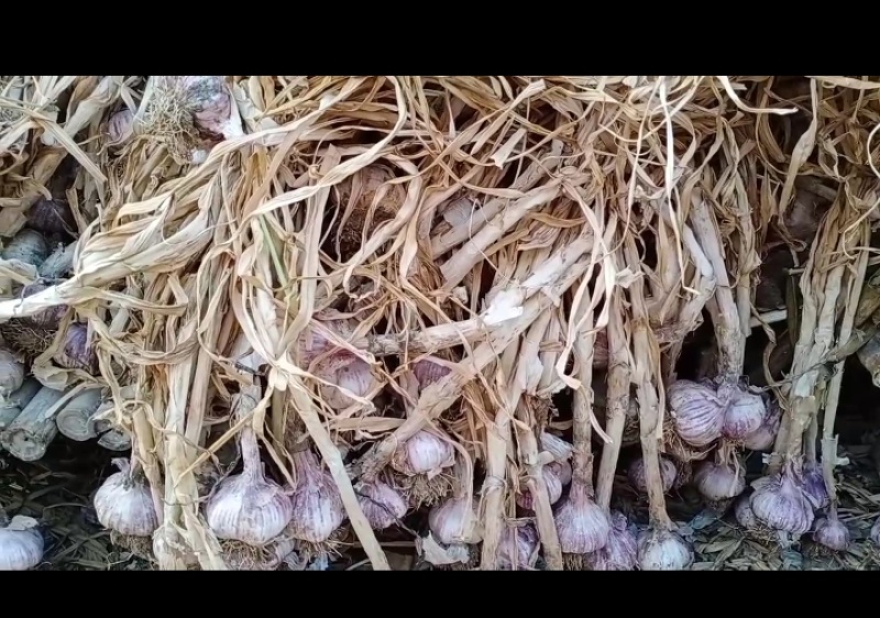 红皮大蒜种子保证质量