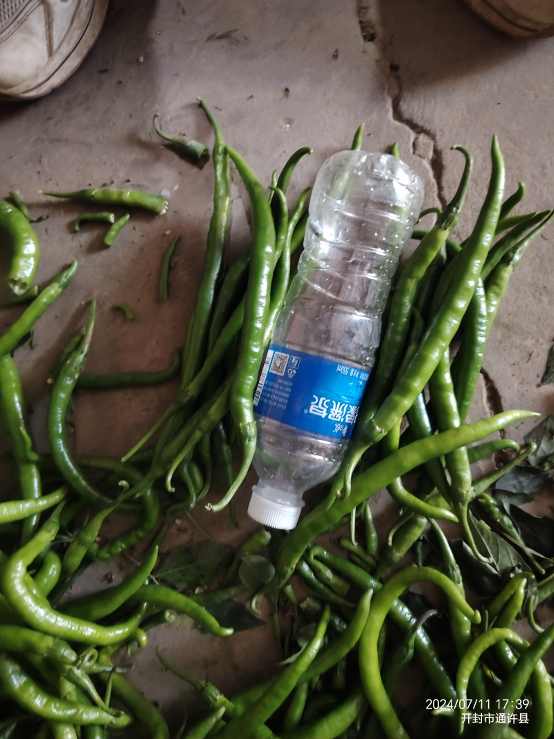 精品杭椒大量出货