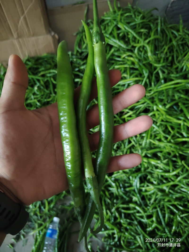精品杭椒大量出货