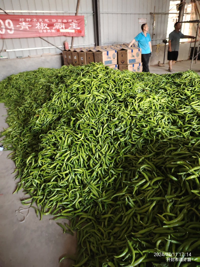 精品杭椒大量出货
