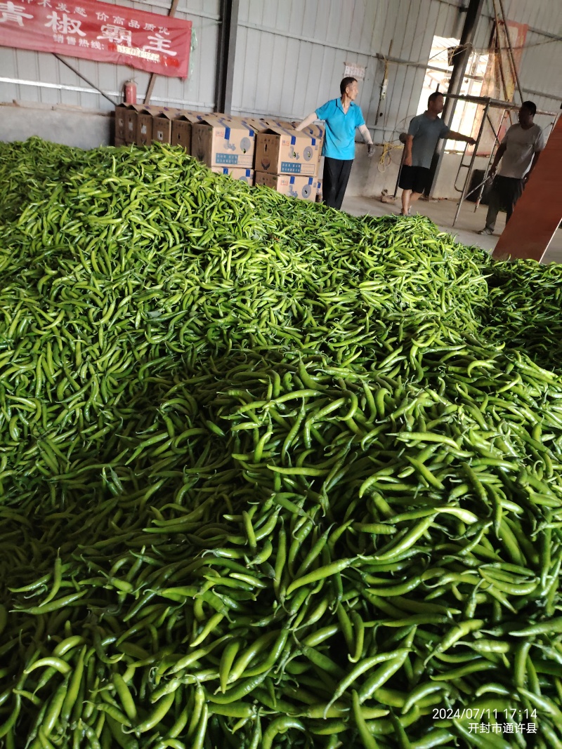 精品杭椒大量出货