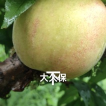 大久保水蜜桃大量上市，口感脆甜，个大饱满