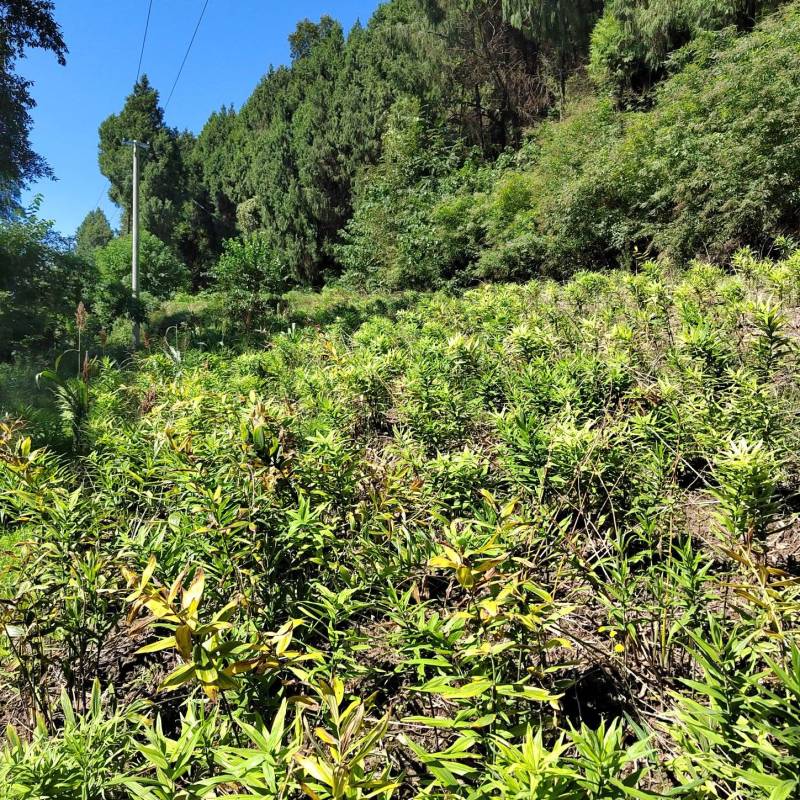 多花姜型黄精