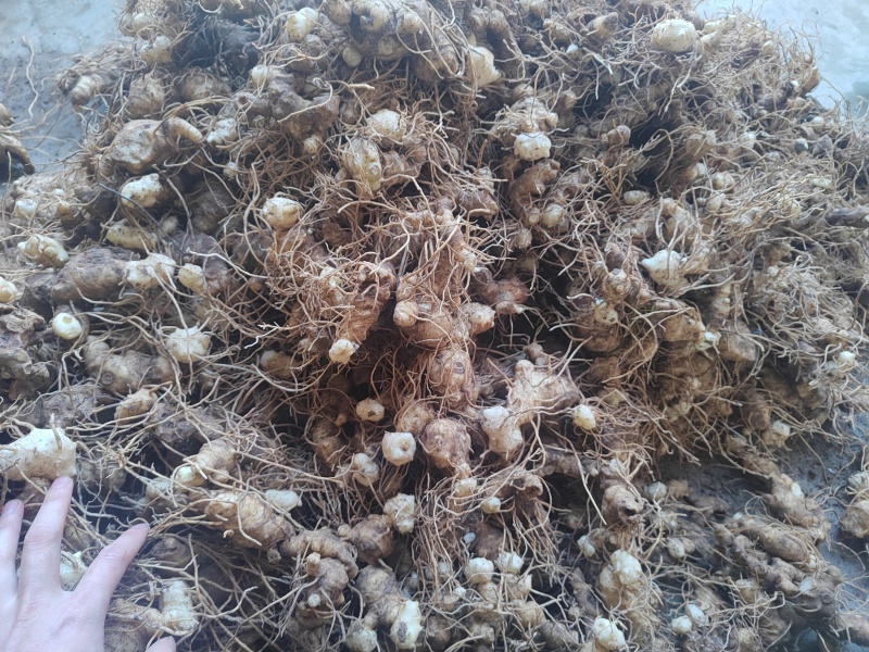 多花姜型黄精