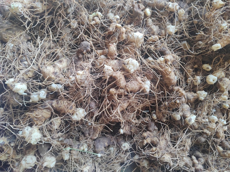 多花姜型黄精