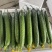 兰陵县精品鲜花密刺黄瓜