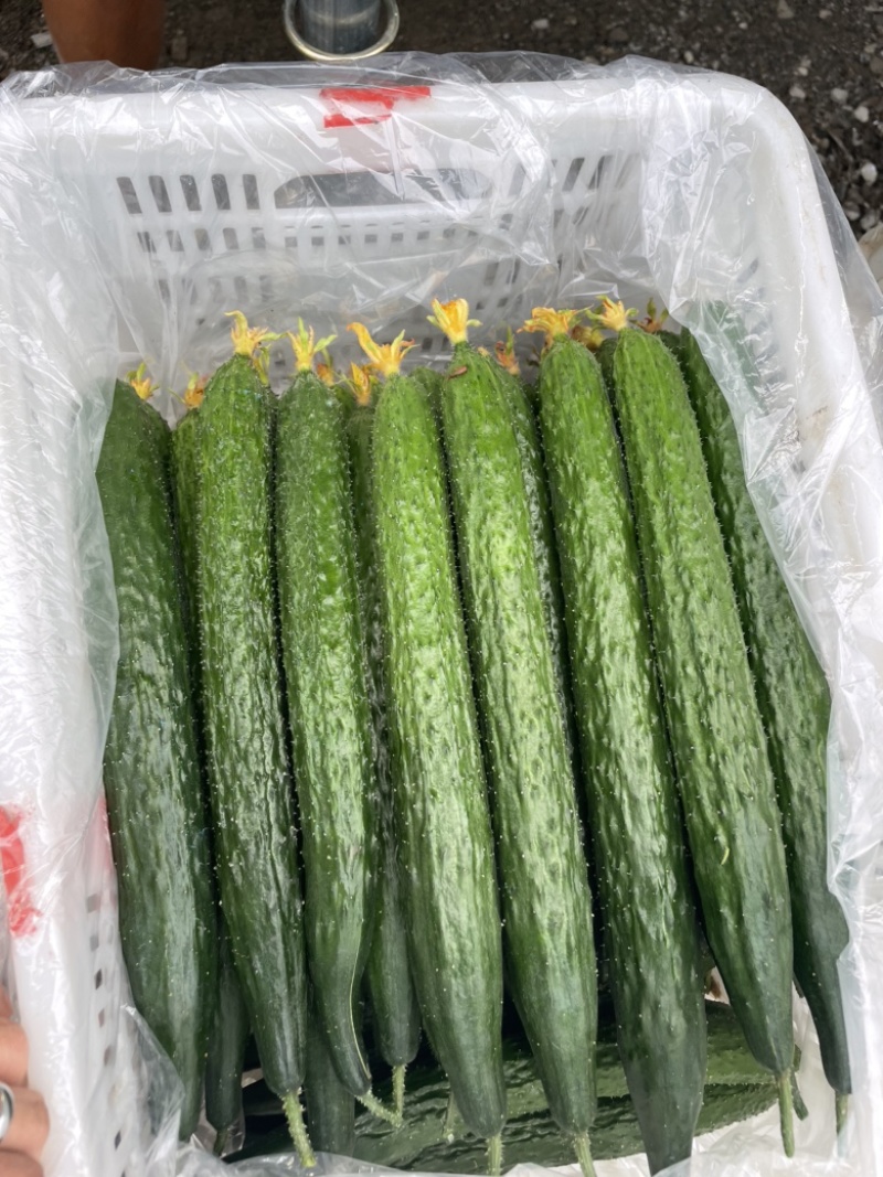 兰陵县精品鲜花密刺黄瓜
