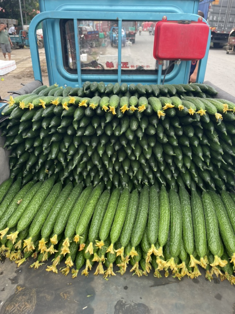 兰陵县精品鲜花密刺黄瓜