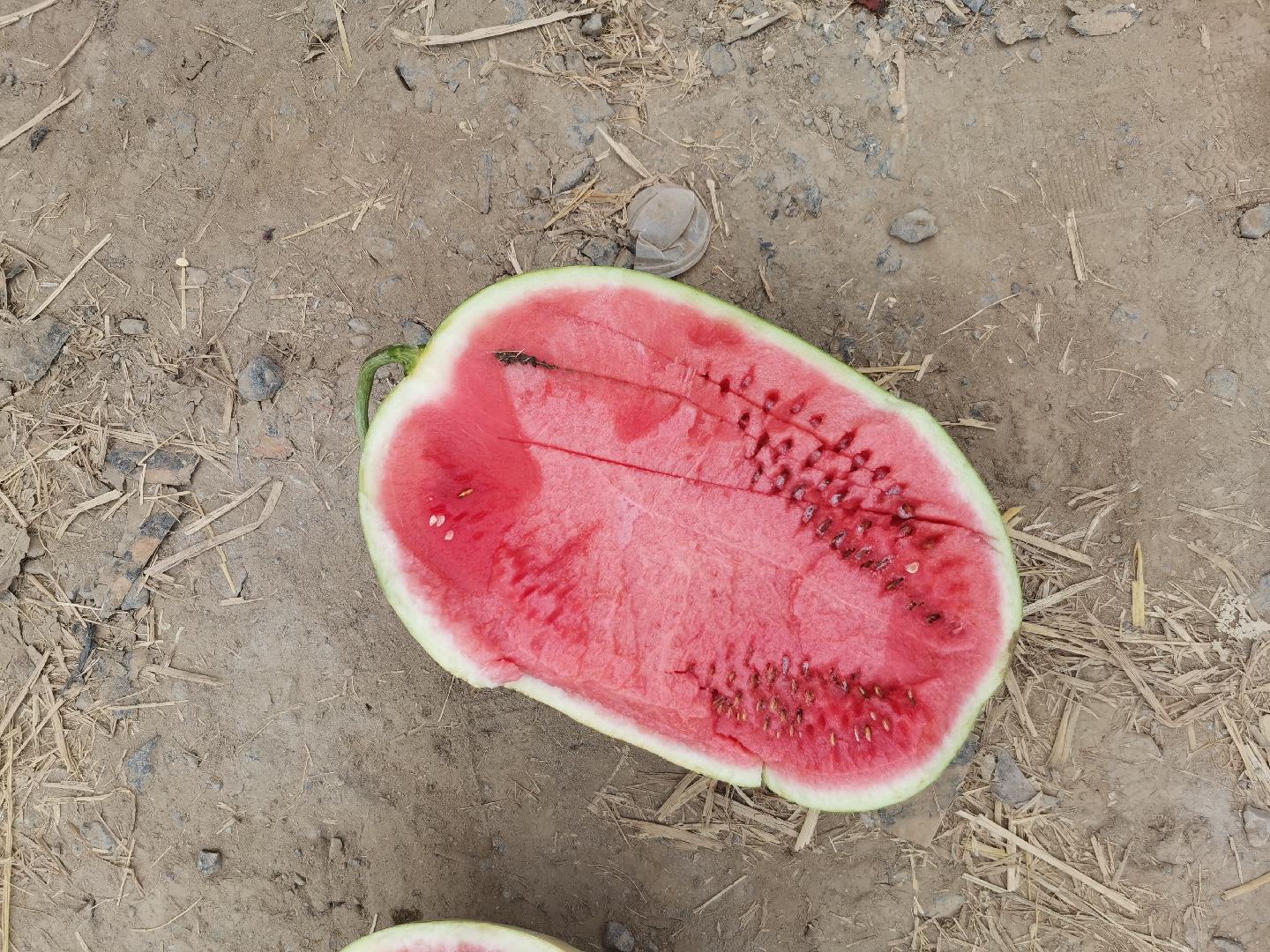 金城5号西瓜切开展示果肉与黑色籽粒,突出其鲜红果肉与自然籽粒的存在 金城5号西瓜切开展示果肉与黑色籽粒