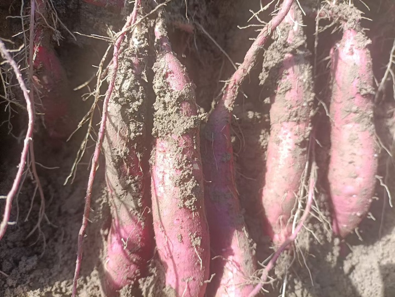 新鲜红薯与储存后的红薯对比图