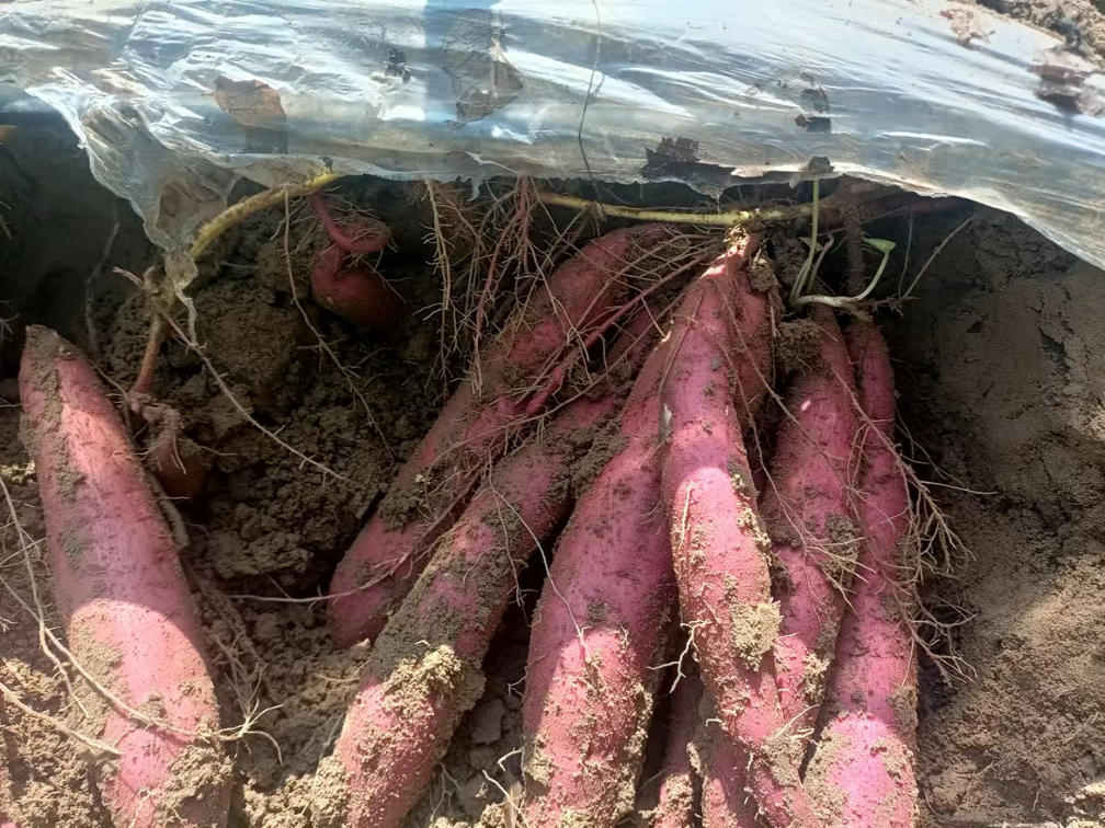 红薯去皮切块与海带清洗过程 红薯去皮切块与海带清洗过程