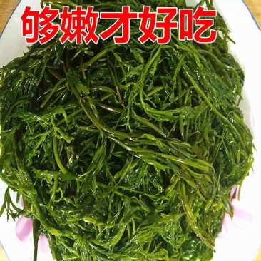 鞭炮笋海菜龙须菜批发