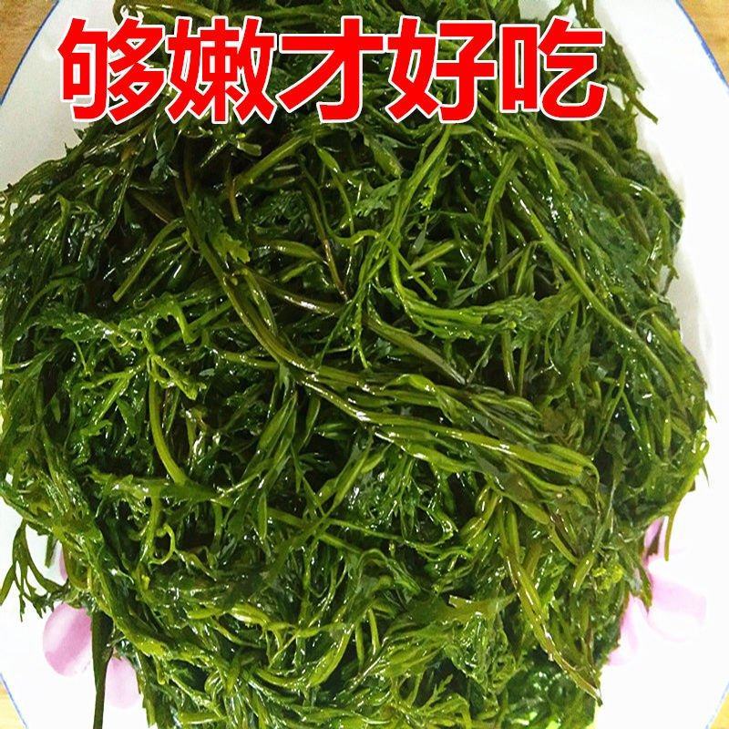 鞭炮笋海菜龙须菜批发