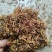 贵州金银花一级花蕾色青无硫味香杂质少