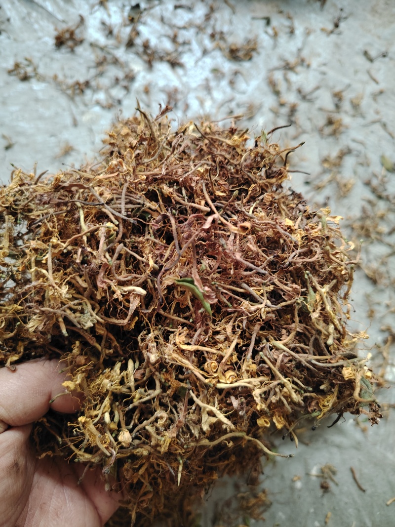 贵州金银花一级花蕾色青无硫味香杂质少