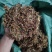 贵州金银花一级花蕾色青无硫味香杂质少