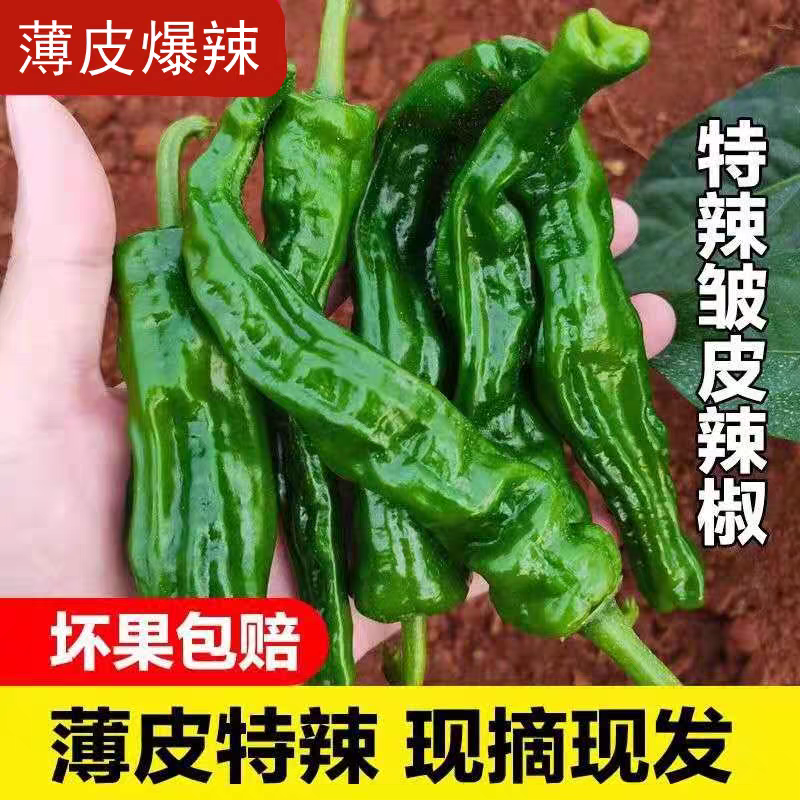 苏椒产地一手货源免费带客户产地看货论价非诚勿扰