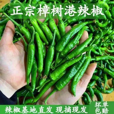 章书岗辣椒高山辣椒产地看货论价保质保量欢迎订购