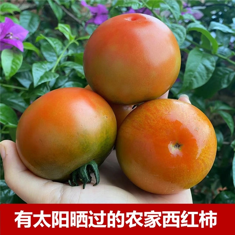 硬粉西红柿高山大棚货品质不用怀疑以质论价