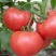 硬粉西红柿高山大棚货品质不用怀疑以质论价