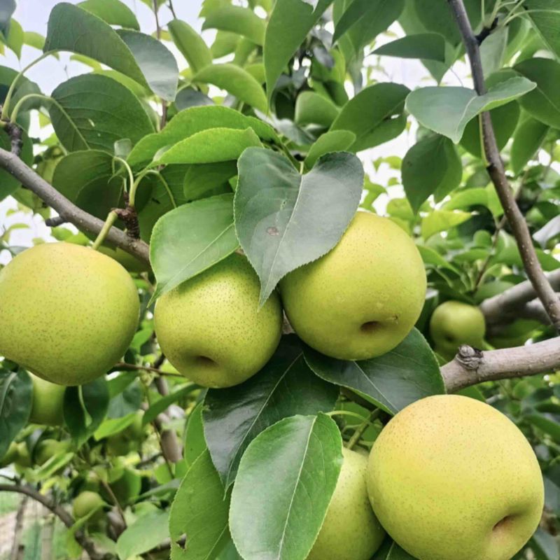 安徽砀山翠冠梨，翠玉梨！酥脆1号大量上市中