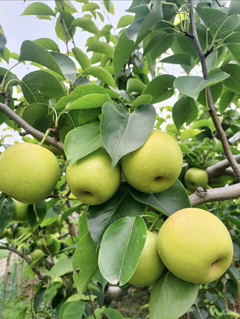 安徽砀山翠冠梨，翠玉梨！酥脆1号大量上市中
