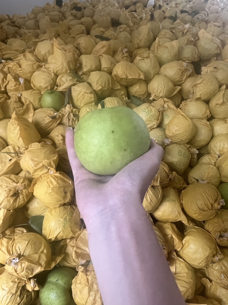 安徽砀山翠冠梨，翠玉梨！酥脆1号大量上市中
