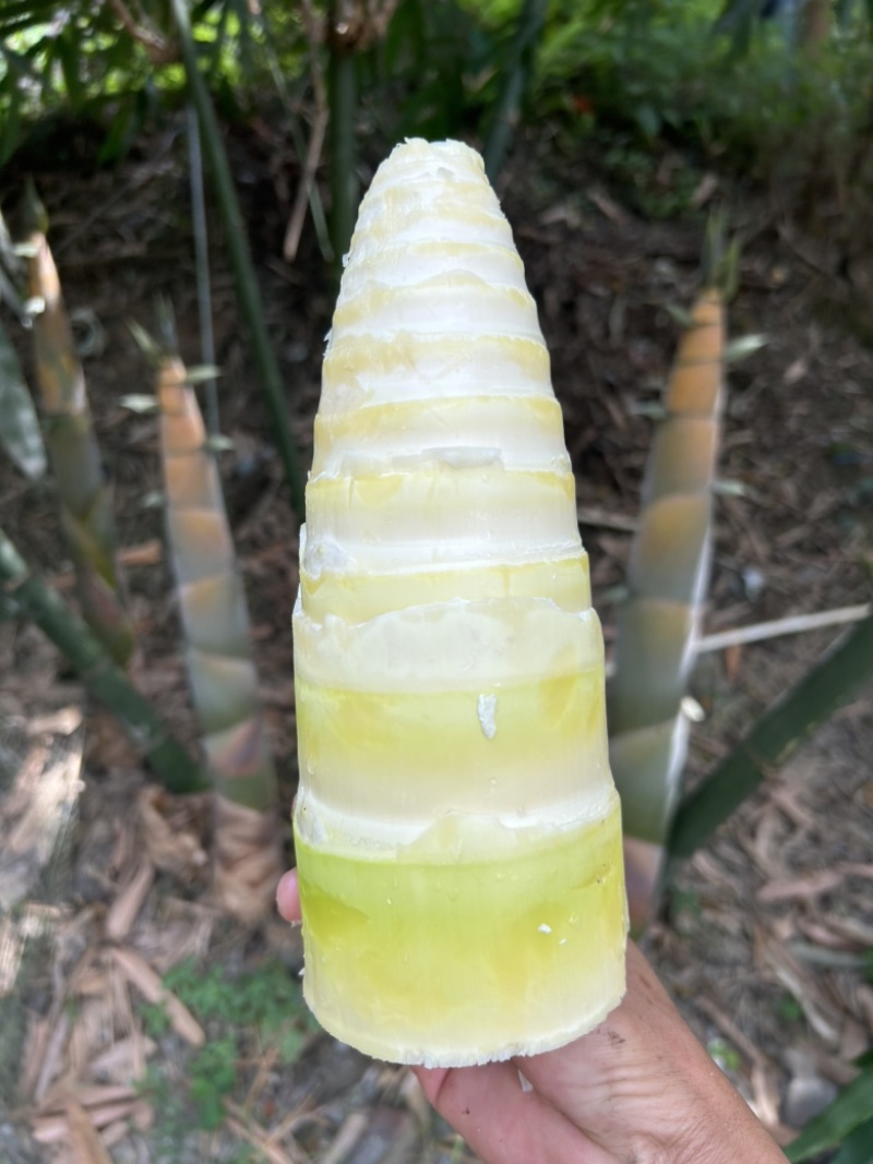 广东麻竹笋尾笋尖黄笋尖，凉拌专用笋尖，炭烤笋尖