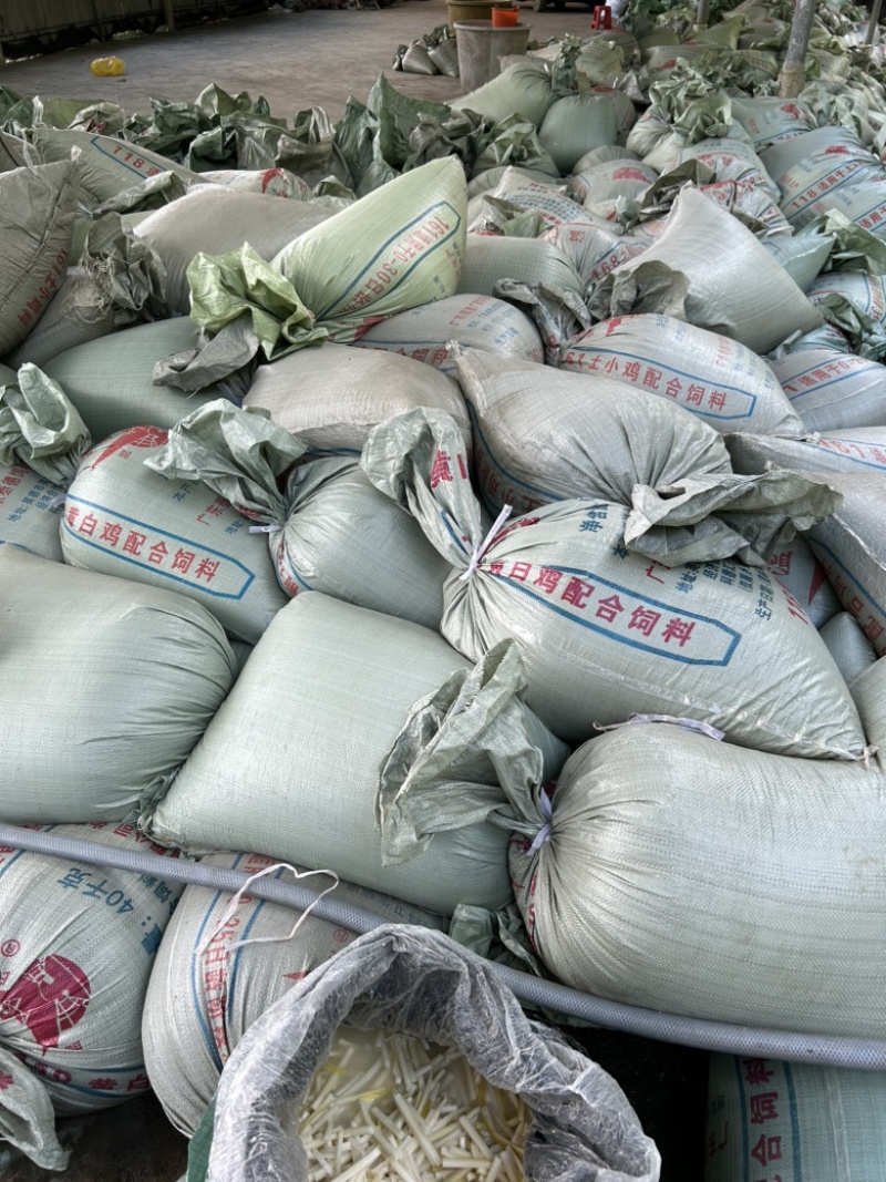 广东麻竹笋尾笋尖黄笋尖，凉拌专用笋尖，炭烤笋尖