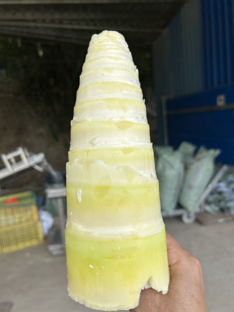 广东麻竹笋尾笋尖黄笋尖，凉拌专用笋尖，炭烤笋尖