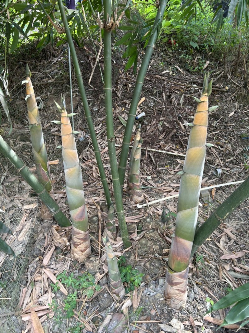 广东麻竹笋尾笋尖黄笋尖，凉拌专用笋尖，炭烤笋尖