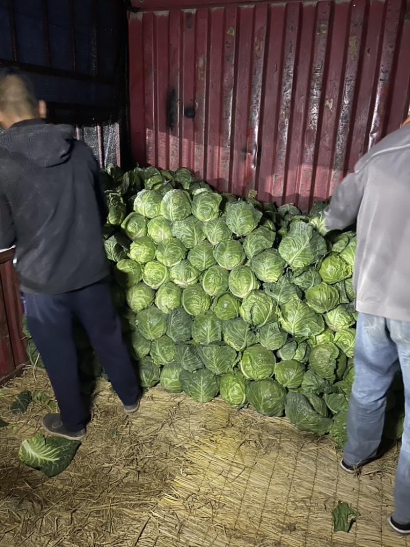 甘肃靖远产地直销、甘蓝中皮货、加工厂货、无虫无老化